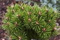 Pinus mugo Benjamin IMG_6450 Sosna kosodrzewina